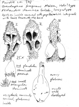 Vorschaubild Oreodaphne fragrans Meisn.